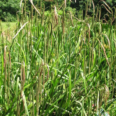 Moerings Carex Pendula 18x18 Moerings Carex Pendula 18x18