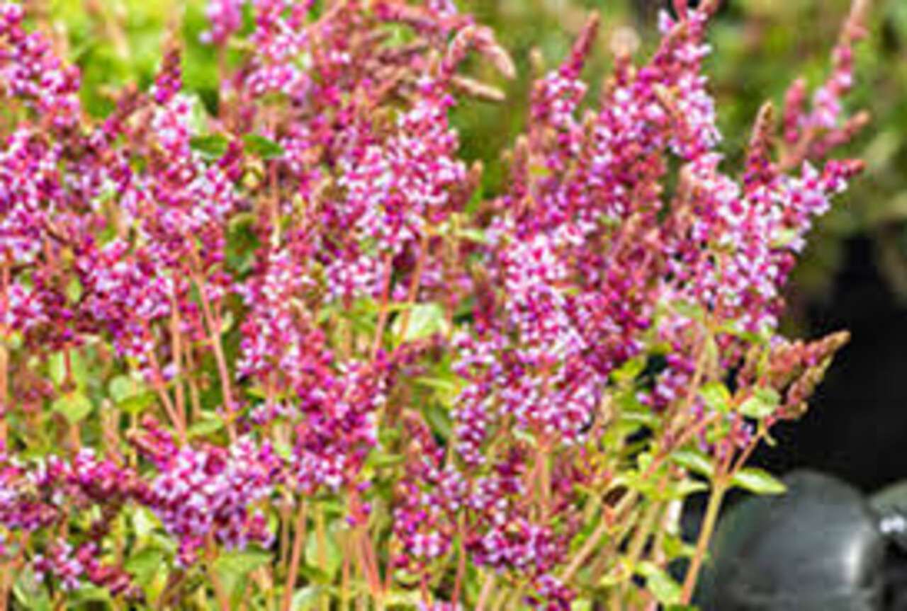 Moerings Rotala Indica 18x18 Moerings Rotala Indica 18x18