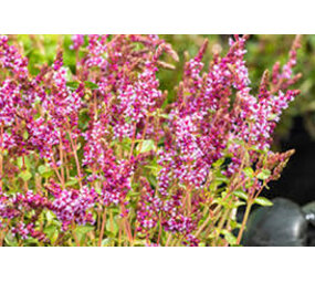 Moerings Rotala Indica 18x18 Moerings Rotala Indica 18x18