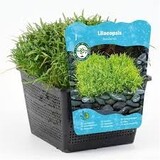 Moerings Lilaeopsis Brasiliensis (18x18)