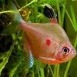 Hypessobrycon Rubro Stigma Hypessobrycon Rubro Stigma