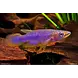 Epiplatys Lamottei Epiplatys Lamottei