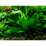 Moerings Echinodorus Argentinensis