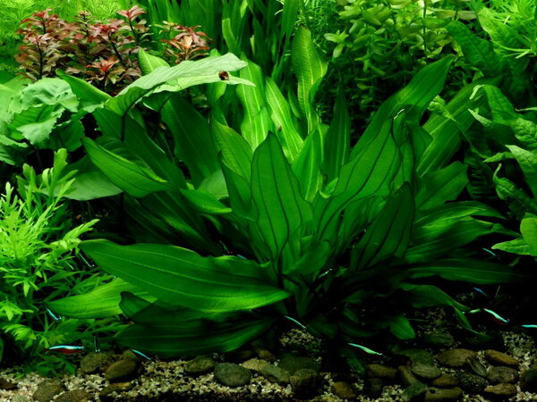 Moerings Echinodorus Argentinensis Moerings Echinodorus Argentinensis
