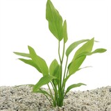 Moerings Echinodorus Argentinensis