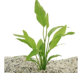 Moerings Echinodorus Argentinensis