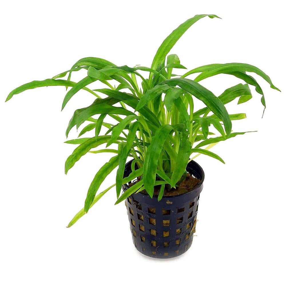 Moerings Cryptocoryne Costata Pot Moerings Cryptocoryne Costata Pot