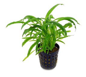 Moerings Cryptocoryne Costata Pot Moerings Cryptocoryne Costata Pot