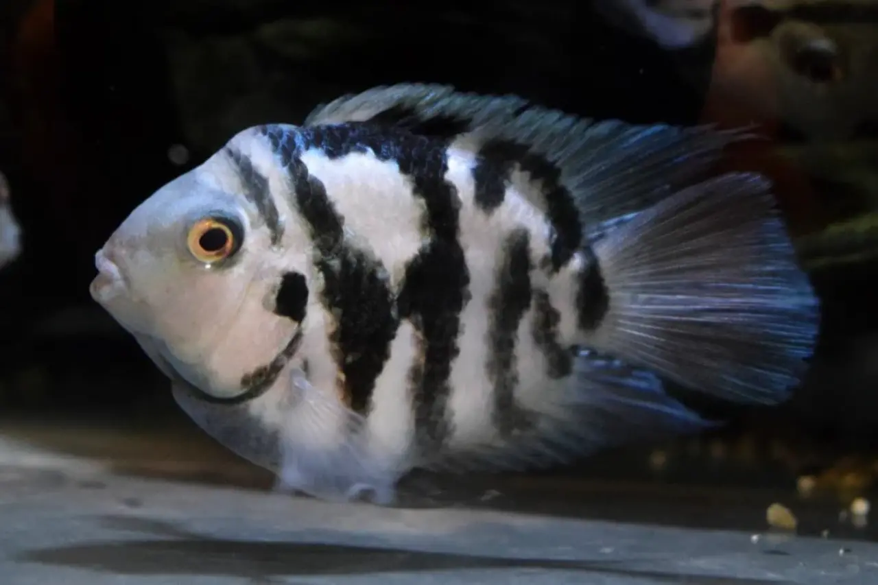 10161 AMATITLANIA NIGROFASCIATA CORAL BLUE 10161 AMATITLANIA NIGROFASCIATA CORAL BLUE