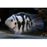 AMATITLANIA NIGROFASCIATA CORAL BLUE AMATITLANIA NIGROFASCIATA CORAL BLUE