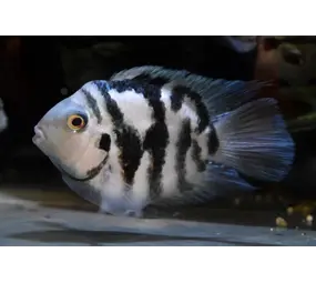 AMATITLANIA NIGROFASCIATA CORAL BLUE