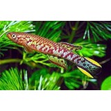 SCRIPTAPHYOSEMION CHAYTORI SCRIPTAPHYOSEMION CHAYTORI