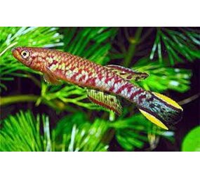 SCRIPTAPHYOSEMION CHAYTORI