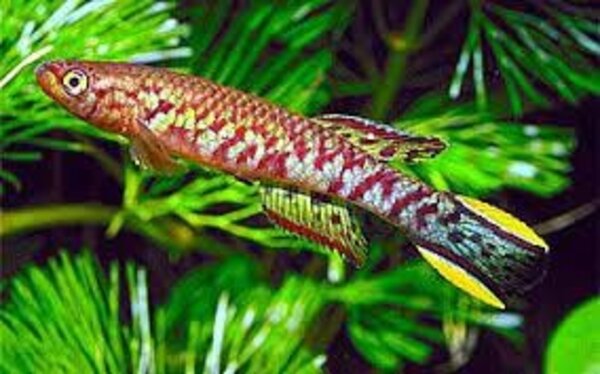 SCRIPTAPHYOSEMION CHAYTORI