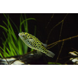 DICHOTOMYCTERE NIGROVIRIDIS