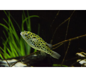 DICHOTOMYCTERE NIGROVIRIDIS DICHOTOMYCTERE NIGROVIRIDIS