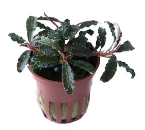 Tropica BUCEPHALANDRA "KEDAGANG" Tropica BUCEPHALANDRA "KEDAGANG"