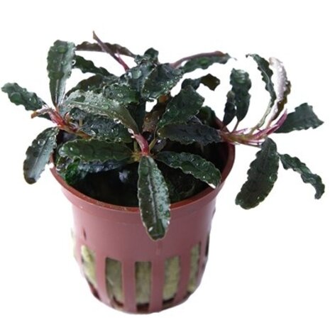 Tropica BUCEPHALANDRA "KEDAGANG" Tropica BUCEPHALANDRA "KEDAGANG"