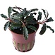 Tropica BUCEPHALANDRA "KEDAGANG" Tropica BUCEPHALANDRA "KEDAGANG"