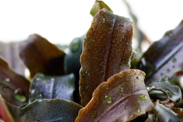 Tropica BUCEPHALANDRA "KEDAGANG" Tropica BUCEPHALANDRA "KEDAGANG"