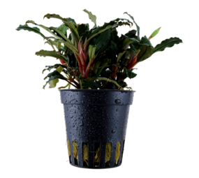 Tropica BUCEPHALANDRA SP 'RED' Tropica BUCEPHALANDRA SP 'RED'