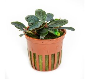 Tropica BUCEPHALANDRA SORDIDULA BLUE Tropica BUCEPHALANDRA SORDIDULA BLUE