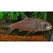 BLAUWE WINDE 12/16CM BLAUWE WINDE 12/16CM