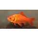 GOUDVIS 12/15CM GOUDVIS 12/15CM