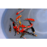 KOI EXTRA COLOR 16-20 KOI EXTRA COLOR 16-20