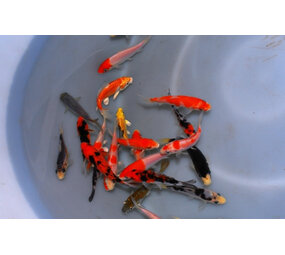 KOI EXTRA COLOR 16-20 KOI EXTRA COLOR 16-20