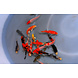 KOI EXTRA COLOR 16-20 KOI EXTRA COLOR 16-20
