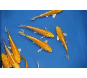 Koi Yamabuki Geel 18-22cm Koi Yamabuki Geel 18-22cm