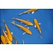 Koi Yamabuki Geel 18-22cm Koi Yamabuki Geel 18-22cm