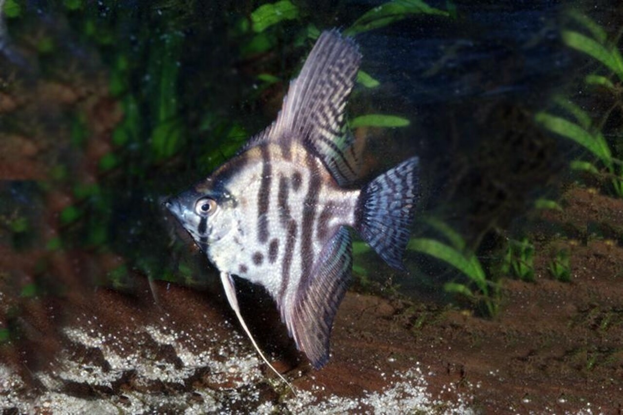 PTEROPHYLLUM SCALARE LEOPARD PTEROPHYLLUM SCALARE LEOPARD