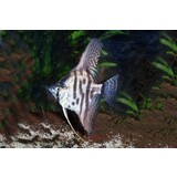 PTEROPHYLLUM SCALARE LEOPARD