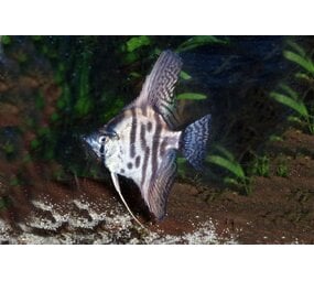 PTEROPHYLLUM SCALARE LEOPARD PTEROPHYLLUM SCALARE LEOPARD