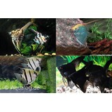 PTEROPHYLLUM SCALARE MIX PTEROPHYLLUM SCALARE MIX