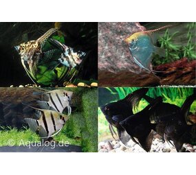 PTEROPHYLLUM SCALARE MIX