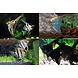 PTEROPHYLLUM SCALARE MIX PTEROPHYLLUM SCALARE MIX