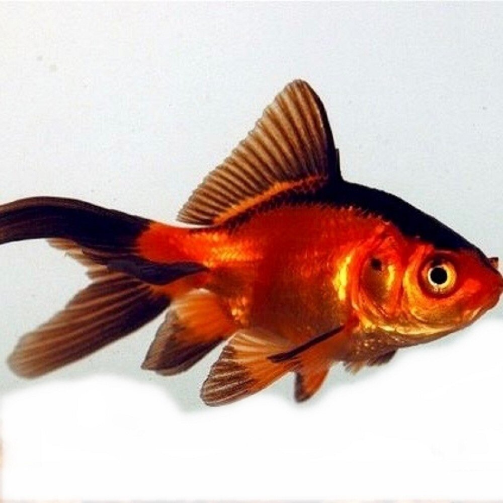 CARASSIUS AURATUS CARASSIUS AURATUS