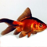 CARASSIUS AURATUS CARASSIUS AURATUS