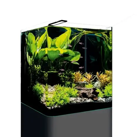 Dennerle DENNERLE NANO CUBE BASIC 60 L Dennerle DENNERLE NANO CUBE BASIC 60 L