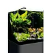 Dennerle DENNERLE NANO CUBE BASIC 60 L Dennerle DENNERLE NANO CUBE BASIC 60 L