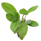 Moerings Echinodorus Ipica Pot