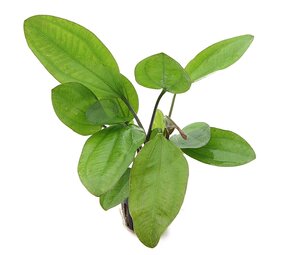 Moerings Echinodorus Ipica Pot