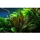 Moerings Echinodorus Ipica Pot Moerings Echinodorus Ipica Pot