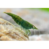 NEOCARIDINA GREEN JADE