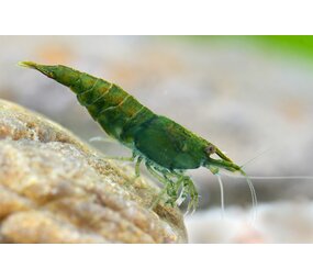 NEOCARIDINA GREEN JADE