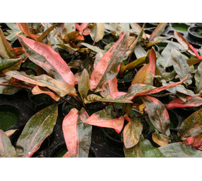 Moerings Cryptocoryne Florida Sunset Moerings Cryptocoryne Florida Sunset