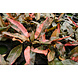Moerings Cryptocoryne Florida Sunset Moerings Cryptocoryne Florida Sunset